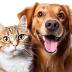 A happy dog sitting beside a vet while the owner reviews pet insurance paperwork on a tablet.